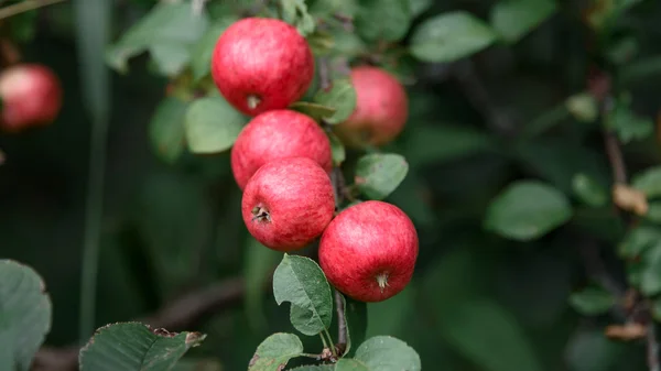Mela rustica con mele rosse su sfondo verde — Foto Stock
