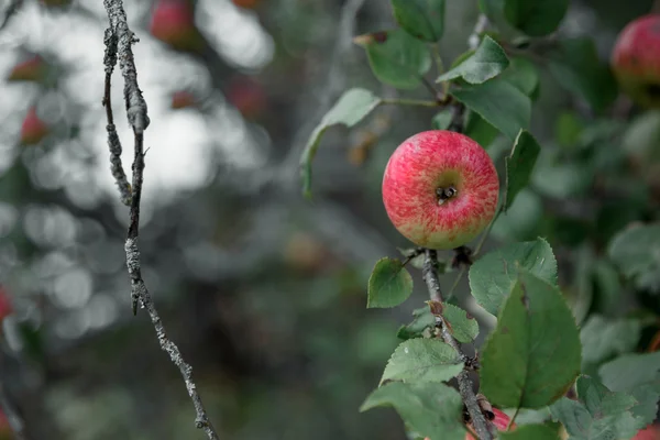 Rustikaler Apfel mit roten Äpfeln auf grünem Hintergrund — Stockfoto