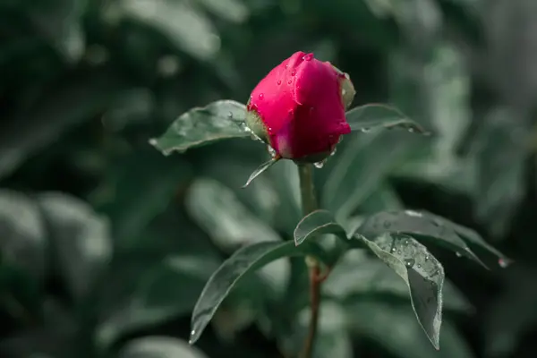 Rosa knopp pion på en bakgrund av gröna blad — Stockfoto