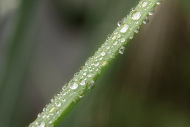 sonra bahçede yağmur damlaları ile kaplı yeşil soğan