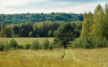 Yaz manzara, yeşil alanların orman ve gökyüzü arka plan