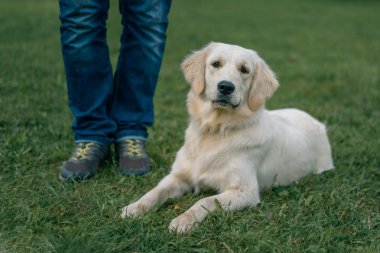 lwhite Labrador geri almak master metrelik yakınındaki çim üzerinde yalan