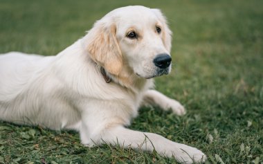 Beyaz Labrador Retriever parkta yeşil çim üzerinde yalan