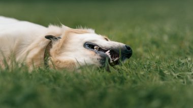 Beyaz Labrador Retriever parkta yeşil çim üzerinde yalan