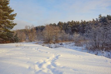 Ormanda kış gününün yatay görüntüsü. Kardaki ayak izleri parlak güneş ışığıyla aydınlatılıyor..