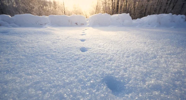 木々や空を背景に雪の上に人間の痕跡の水平ショット 冬の背景 — ストック写真