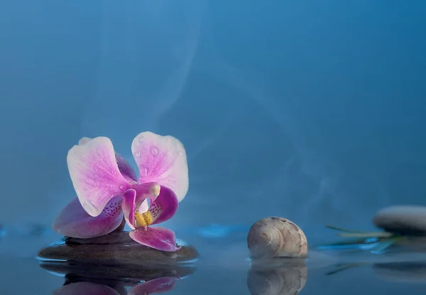 Stilleven met roze orchidee. Ontspannende blauwe achtergrond roze Orchidee stenen, schelpen in water met mist. Spa-concept. — Stockfoto
