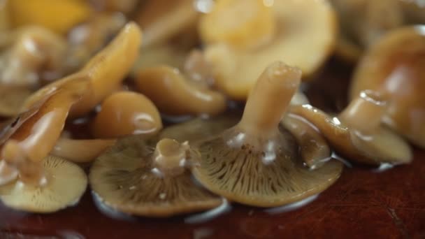 おいしいマリネ漬け食用キノコ。ぼかしの背景. — ストック動画