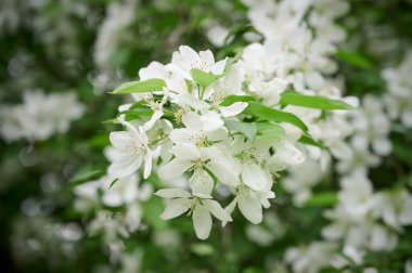 Küçük beyaz çiçeklerin filizlenen arka planının yatay çekimi.