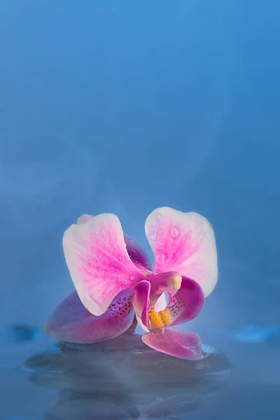 Вертикальный Снимок Натюрморта Розовой Орхидеей Голубой Воде Фото Копировальным Пространством — стоковое фото