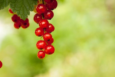 Redcurrants