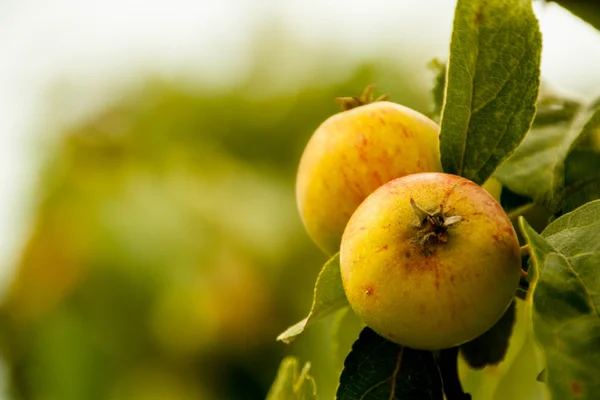 Apples on a branch ready to be harvested, outdoors — Stock Photo, Image