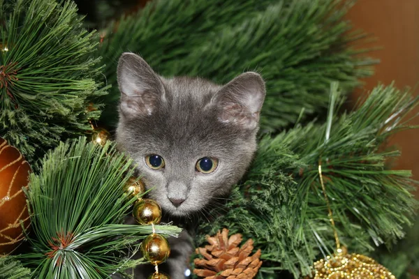 Şirin kedi yavrusu ağaca tırmandı