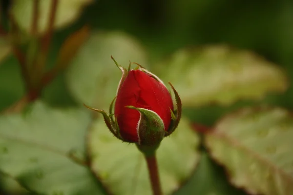 Red rose — Stock Photo, Image