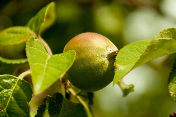 Green apples on a branch ready to be harvested, outdoors — Stock Photo, Image