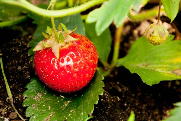 Fraises mûres rouges dans le jardin — Photo