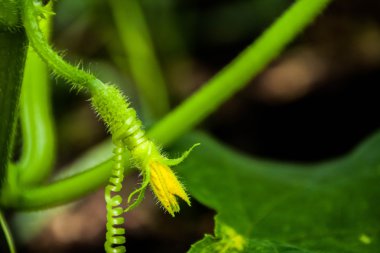 Bahçede salatalık yetiştiriyor.