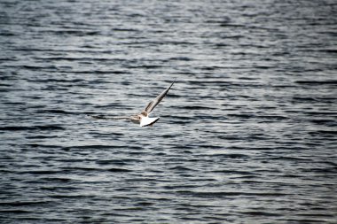 nehir üzerinde uçan ortak martı