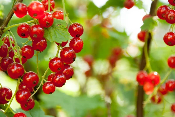 Rote Johannisbeeren im Garten — Stockfoto