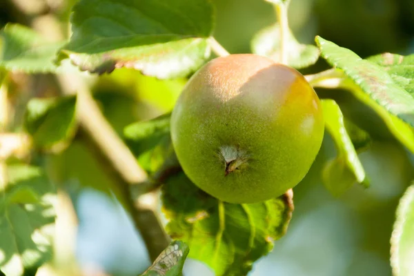 Green apples on a branch ready to be harvested, outdoors — Stock Photo, Image