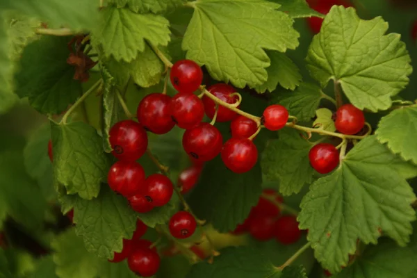 Red Currant berries — Stock Photo, Image