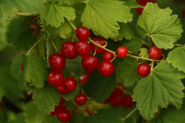 Red Currant berries Royalty Free Stock Photos