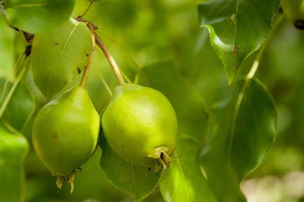 Two ripe pears — Stock Photo, Image