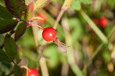Olgun meyve Kuşburnu parlak güneşli