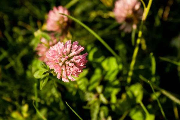 クローバーの花のフィールド — ストック写真