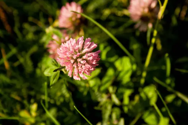 Campo de flores trevo — Fotografia de Stock