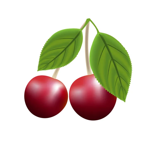 Cerezas rojas maduras con hojas — Vector de stock