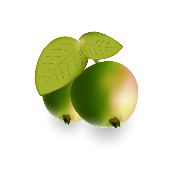 Grote rode en groene appels met bladeren. — Stockvector