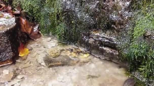 Pequeña cascada en el bosque de otoño — Vídeos de Stock