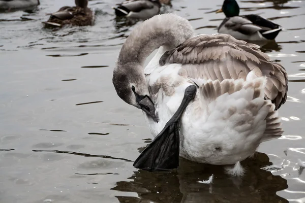 Joven cisne gris en un lago azul —  Fotos de Stock