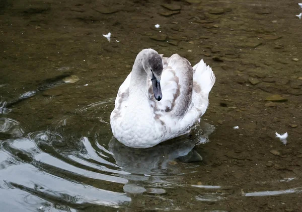 Junger grauer Schwan auf einem blauen See — Stockfoto