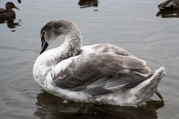 Junger grauer Schwan auf einem blauen See — Stockfoto