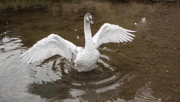 Joven cisne gris en un lago azul — Foto de Stock