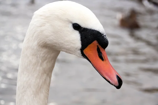 Junger grauer Schwan auf einem blauen See — Stockfoto