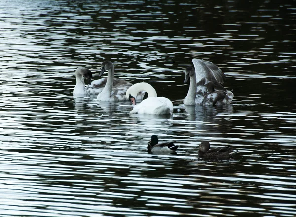 Joven cisne gris en un lago azul — Foto de Stock