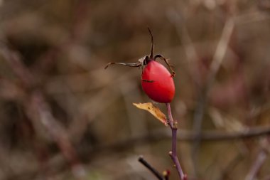 yabani gül sürgünler