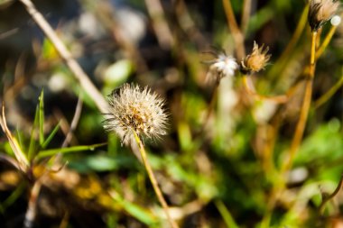 çiğ damlaları ile sonbahar çimleri