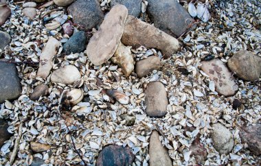 Bazı taşlar, kum ve kabukları arka plan olarak