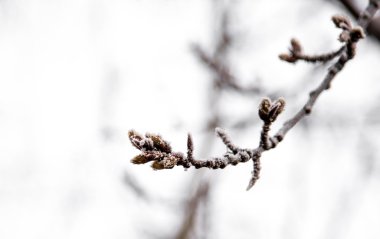 Yemek için dalda ilk kar düştü