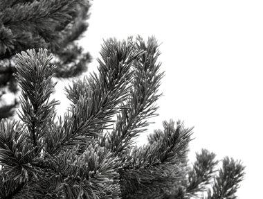 Yemek için dalda ilk kar düştü