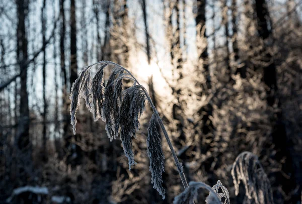 Gräset är täckt med snö och frost — Stockfoto