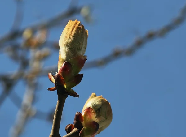 Kidney blossoms on branch against the blue sky — Stock Photo, Image