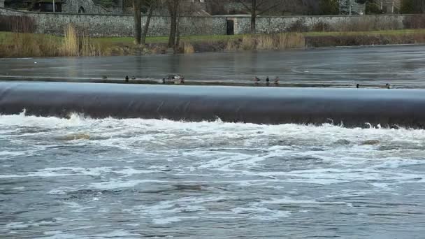 Seuil sur la rivière — Video