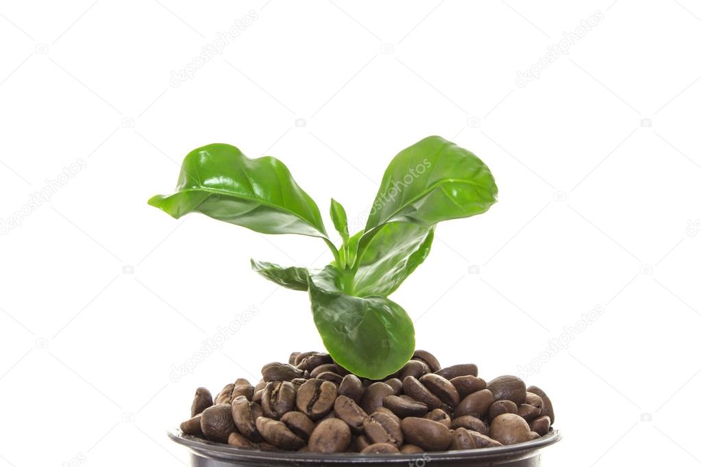 Young green sprout of a tree growing out of the coffee beans ins