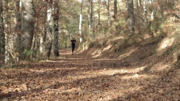 Läufer im Wald — Stockvideo
