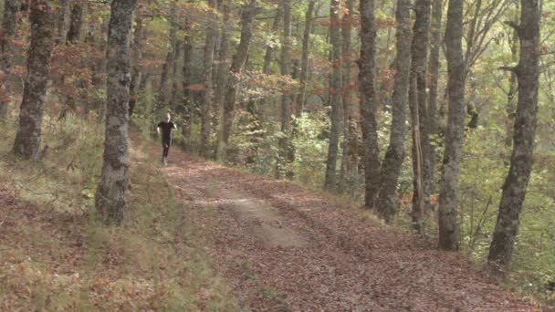 Runner in the oak forest — Stock Video